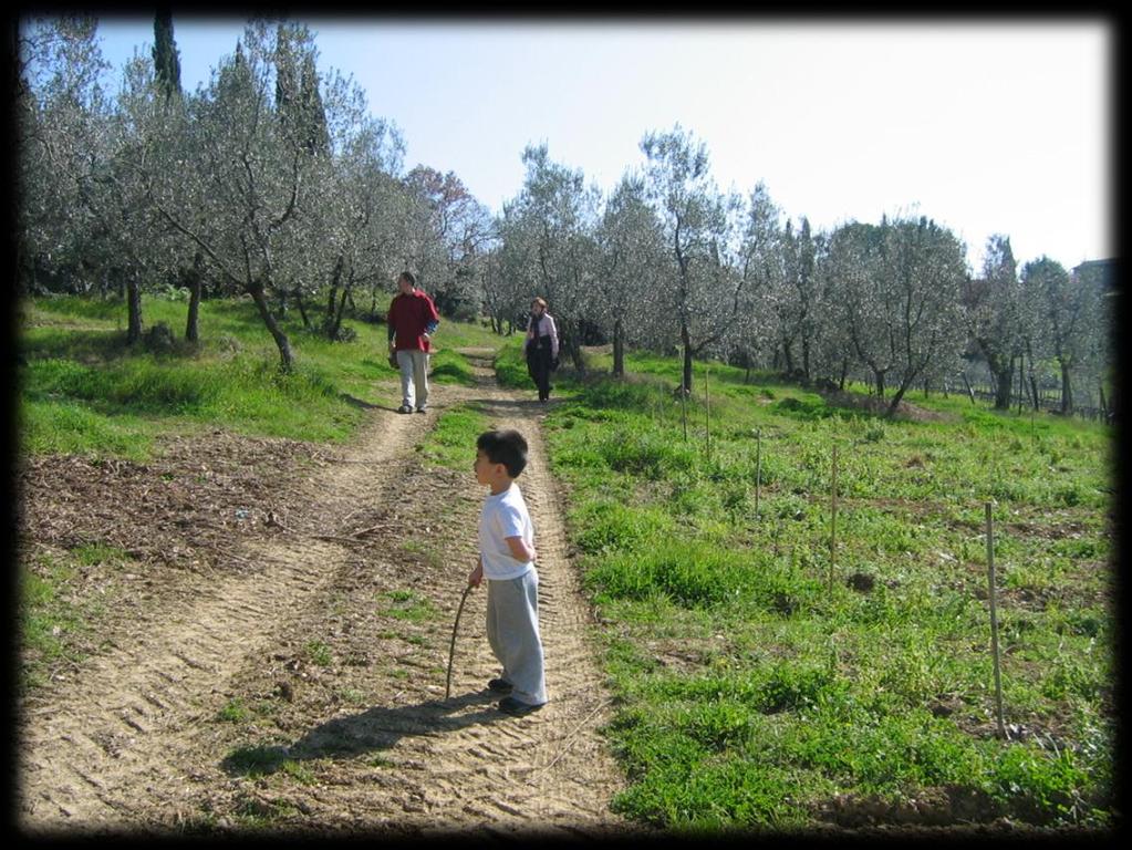 Olive grove near San