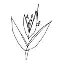 The Grass Plant Parts Leaf blade Collar Leaf sheath Blade Auricle Sheath Ligule Auricle Internode area Node Culm Crown Root Spikelet Floret Floret Lemma