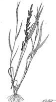 Slough Grass Beckmannia syzigachne Culm 30-70 cm, panicle 10-25 cm Sloughs, wet meadows, lakes, and streams Annual or biennial G R A S S E S Light green, flat, firm blades 3-12 mm wide and 8-20 cm