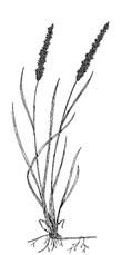 Narrow Reed Grass Calamagrostis neglecta G R A S S E S Culm 30-100 cm, panicle 5-10 cm Moist areas, often with other reed grasses in wet, acid soils Can hybridize with northern reed grass Stiff,