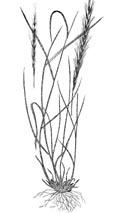 Best Dense panicle with erect branches spreading at flowering; numerous purplish to pale spikelets; long, silky hairs on stalk exceeding spikelet Ligule 1.