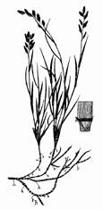 Nuttall s Alkali Grass Puccinellia nuttalliana Culm 30-60 cm, panicle 10-20 cm Moist to dry saline soils Often in association with salt grass G R A S S E S Bluish-green blades 1-3 mm wide and 5-18 cm