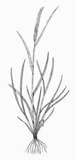 Water / Short-awned Foxtail Alopecurus aequalis G R A S S E S Culm 15-60 cm, panicle 2-7 cm Sloughs, lakes, streams, and shady sites in north Dull green, flat blades 1-5 mm wide and 4-15 cm long;