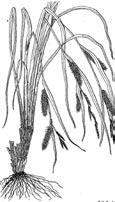 G R A S S - L I K E S Awned Sedge Carex atherodes Culm 40-100cm, spike to 25 cm Sloughs, marshes, and moist sites Tolerates drying more than water and beaked sedge Stout stems in loose tufts with