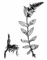 10-50 cm tall Sloughs, marshes, and shores Flowers in summer Strong mint odor Wild Mint Mentha arvensis Opposite, ovate, bright green leaves 1-5 cm long; sharply toothed leaves mostly hairless with