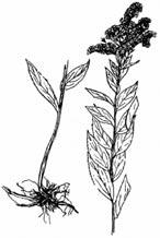Canada Goldenrod Solidago canadensis 30-80 cm tall Moist grasslands, woodlands, and disturbed sites Flowers late summer Many alternate, narrowly-ovate leaves 5-10 cm long; finely toothed, 3-veined,