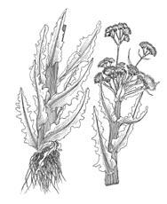 side of flowering stalk Robust rhizomes often forming large patches Stem slender and leafy; fine hair on upper stem F O R B S Similar species: Velvety Goldenrod (S.