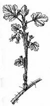 Northern Gooseberry Ribes oxyacanthoides 30-100 cm tall Moist woods, thickets, and coulees Flowers late spring Greenish-white, tubular flowers 3 mm long in 1-3 flowered axillary racemes; flowers with