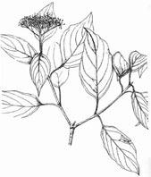 Red-Osier Dogwood Cornus stolonifera 1-2 m tall Moist woods, coulees, streams, and riverbanks Flowers late spring Opposite, ovate leaves 2-8 cm long; leaves with pointed tips and prominent veins;
