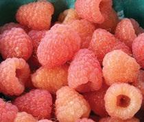 CORNELL RELEASES TWO NEW RASPBERRY VARIETIES Reprinted from an article by Amanda Garris at: http://news.cornell.