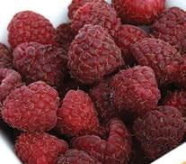Double Gold and Crimson Night offer small-scale growers and home gardeners showy, flavorful raspberries on vigorous, disease-resistant plants.
