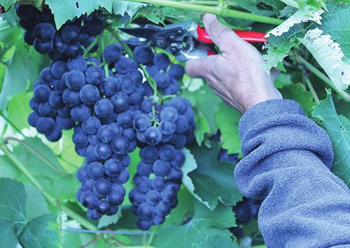 Veŕaison to Harvest Statewide Vineyard Crop Development Update #1 September 8, 2017 Edited by Tim Martinson and Chris Gerling Welcome to Veraison to Harvest Since 2007, Veraison to Harvest has