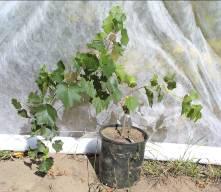 12 How to Plant Grapes Most grape plants are clones of the mother plant.