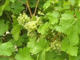 2 Planning Your Vineyard: By Joseph Barreca In this catalog, you will find a selection of grapes for all uses from fresh eating and juicing to making raisins and producing both white and red wines.