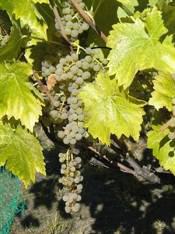 MARECHAL FOCH Late September Very HIMROD Himrod is the most popular grape in our family, mostly because it makes wonderfully sweet raisins with a little tarness.