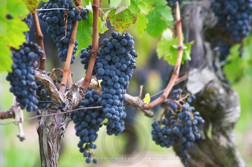 The pure varietal wine can be very good as a dessert wine and is especially nice after aging in oak. Many people use them as table grapes starting in early September. The have Juice, September seeds.