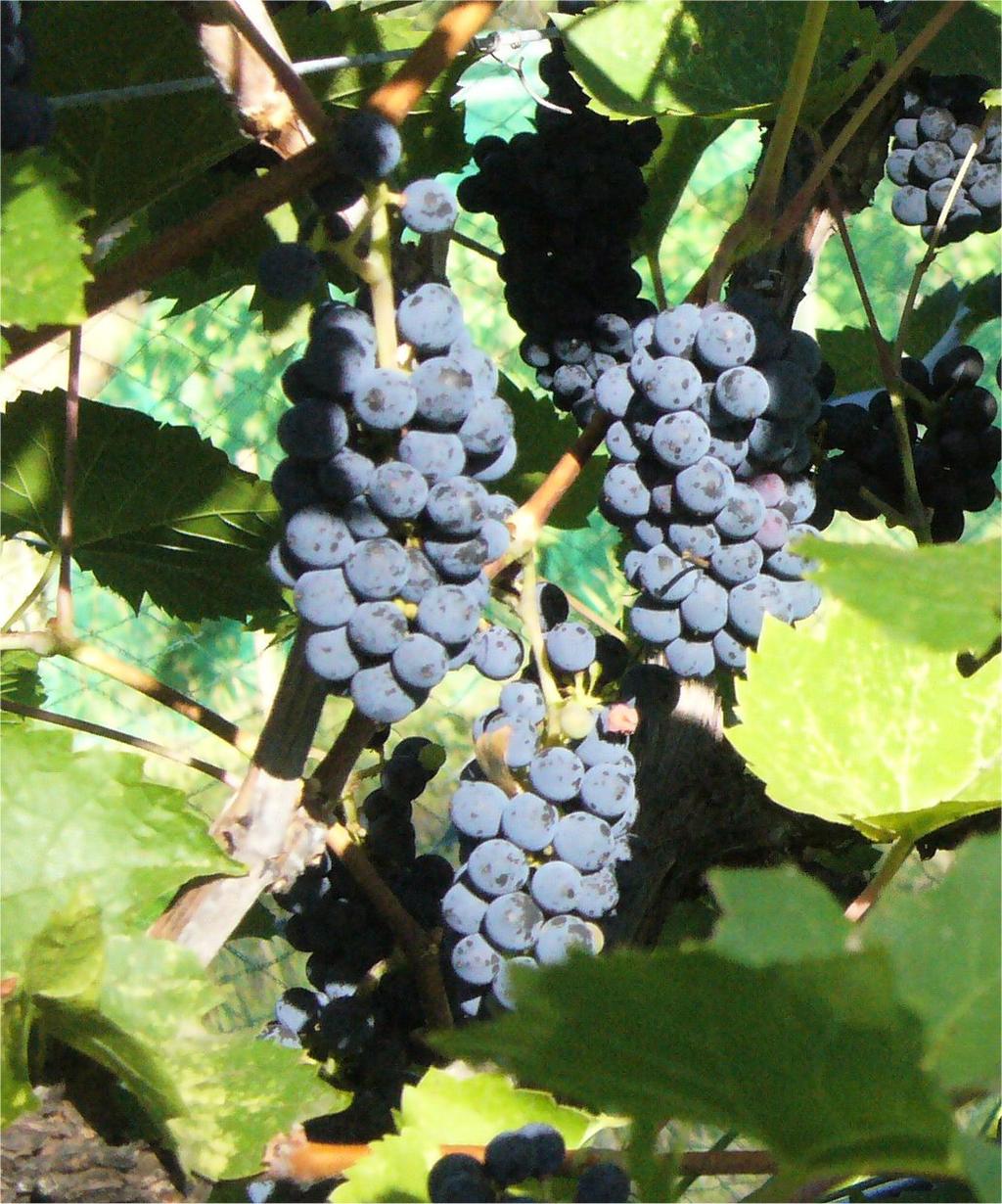 It ripens late but the tannins are available even when not at full sweetness. In this increasingly warm climate, this grape achieves full ripeness in late October.