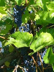 Late October BACO NOIR Baco Noir is a very vigorous grape. Catalogs warn you not to give it too much good soil or water.