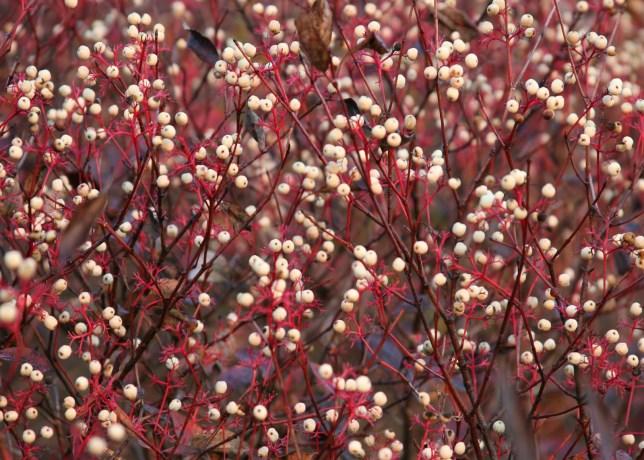 25. Red-osier (red twig) dogwood (Cornus sericea) 18-24 plant - (Swida sericea) This spreading, tall (6-8 ) shrub is perfect for woodland or wetland borders and other wet places including rain