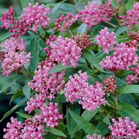 Wet to Dry Area Perennials These are some of our favorite natives and native cultivars that are great in eave areas, rain gardens, wet areas, pond and lake shorelines but also in