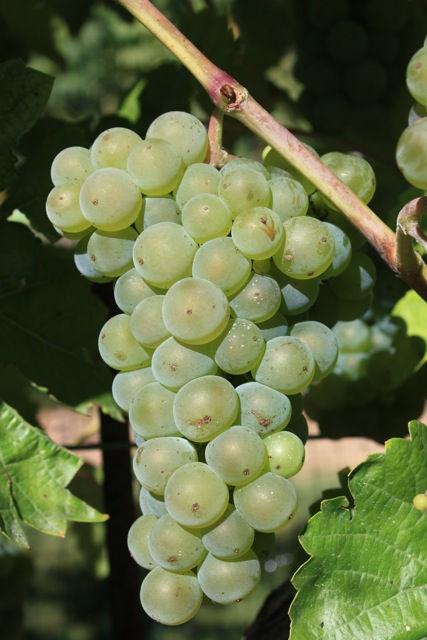 Development of wine grapes in the grape variety trials at the