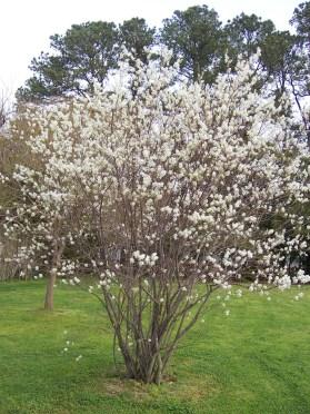 Serviceberry, or shadbush, offers a beautiful flush of small white blooms early in the spring and edible berries.