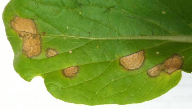 17/61 sites = White leaf spot Black leg Phoma lingam Light leaf spot