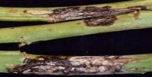 ODA Response to Crucifer Diseases Found in Willamette Valley in 2013-14 (Nancy Osterbauer, ODA,