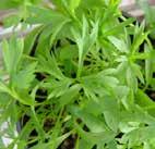CORIANDER - CARROT TOP Specialist coriander, well suited to micro green production.