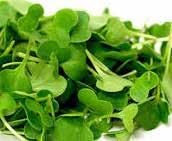 FENUGREEK (NEW) Popular in Indian cuisine, fenugreek (or methi) has elongated, cupshaped, green cotyledons with true leaves reminiscent