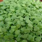 LEMON BALM (NEW) Possibly the most popular of all the microherbs.