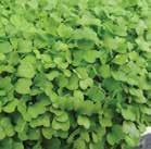 celery flavour. Vigorous and sweet, Lovage is an excellent addition to soups or salads.