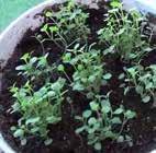 MINT - SPEARMINT (NEW) With a mild, sweet flavour and a sweet taste, Spearmint is an excellent addition to dessert