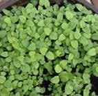 Spearmint is extremely tiny seed and slower to establish than most microherbs.