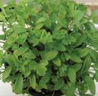 OREGANO A standard In Italian cooking, nothing quite compares to the sweet and pungent aroma of
