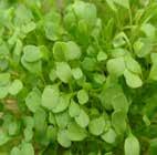 As a microherb it retains all of the softness and palatability of babyleaf spinach.