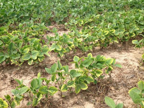 Planting Fields should be as well fertilized with Phosphorus (P) and Potassium (K) if possible. Applying P and K to soybean will not only improve yield, but it will also help plants resist disease.