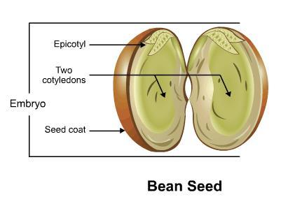 The biggest enemies of seed quality are high humidity or moisture, high heat and mechanical damage during harvest.