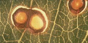 Coryneum Blight (Shot-Hole Fungus) Shot hole, or Coryneum blight, is a serious disease of almonds, apricots,
