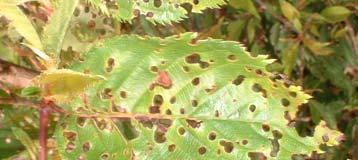 10 inch in diameter occur on new leaves and shoots. The spots expand and their centers turn brown.