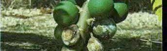 Apple Avocado Fruiting Plants Affected by Caneberries
