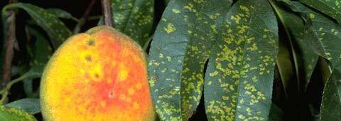 Fruiting Plants Affected by Rust