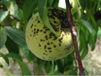 Peach Scab Organism: Fungus Cladosporium carpophilium Recognition: Spots on fruit, twigs, and leaves. Spores overwinter in raised lesions on shoots and bark.