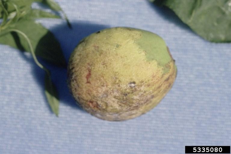 Defoliation reduces tree growth and production, and may expose branches to sunburn injury. Fruit infection with reddish, wrinkled and distorted areas on the fruit surface are rare.