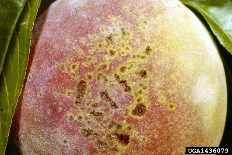 Fruit symptoms include pitting, cracking, gumming, and watersoaked tissue, making the fruit more susceptible to other fungal infections.
