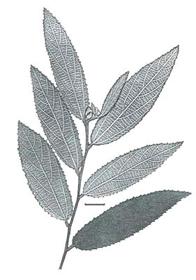 Grewia australis is similar to the former but is often over 1 m tall, leaves are not