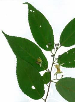 grayish-white stellate  Grewia latifolia may occur, leaves are ovate usually less than