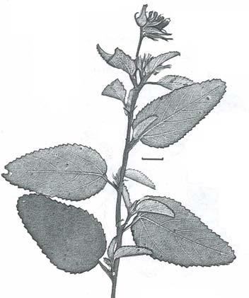 Melhania oblongifolia (Velvet Hibiscus Pentapetaceae formerly part of Sterculiaceae) Melhania, named after Mt Melhan in Yemen where