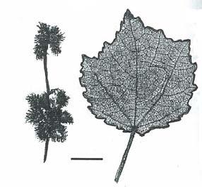 Triumfetta rhomboidea (Chinese Burr, Triumfetta Burr Sparrmanniaceae formerly part Tiliaceae)* Triumfetta, named after Giovanni