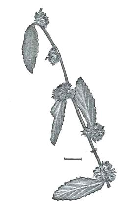 Sida hackettiana (Spiked Sida, formerly Sida subspicata), shrub to 1.5 m tall, leaves hairy to about 7 cm long.